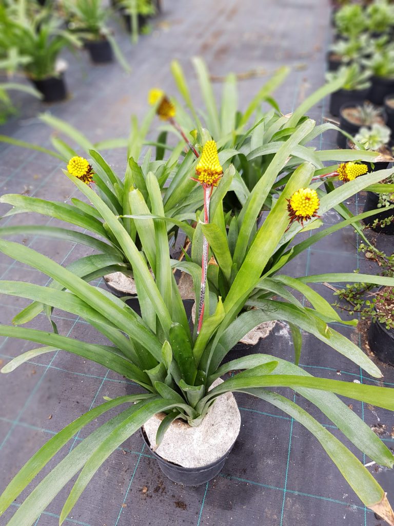 Aechmea Calyculata NOWA