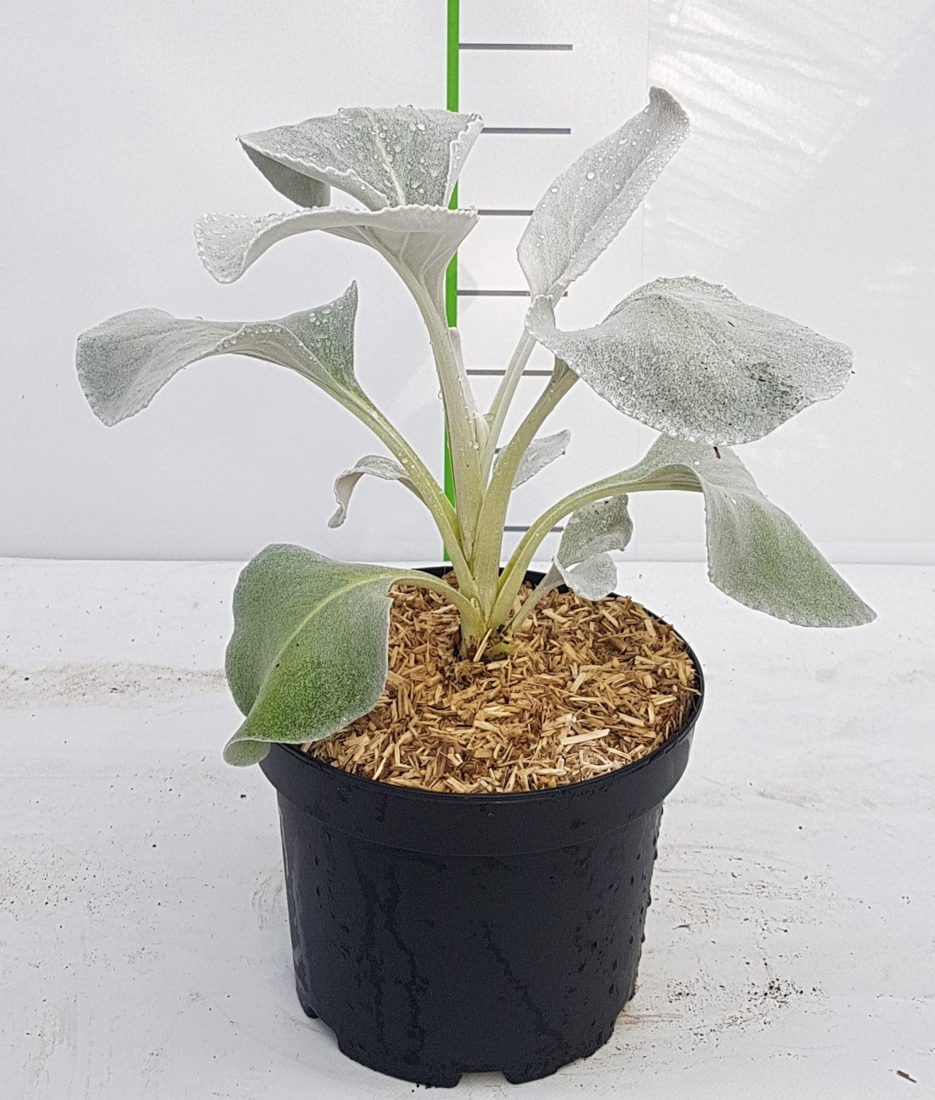 Senecio Candicans Angel Wings NOWA