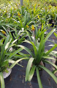bromeliacees de pleine terre resistantes aux sec aechmea calyculata