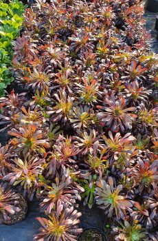 Pépinière producteur de plantes grasses aeonium pres de Toulon a ollioules