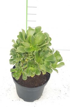 Pépinière producteur de plantes grasses aeonium pres de Toulon a ollioules