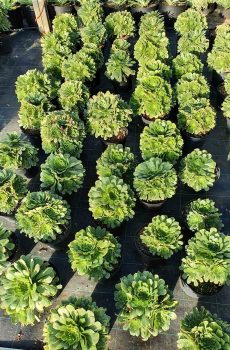 Pépinière producteur de plantes grasses aeonium pres de Toulon a ollioules