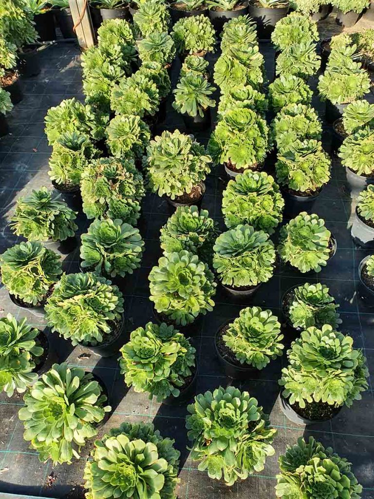 Pépinière producteur de plantes grasses aeonium pres de Toulon a ollioules