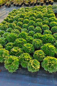 Pépinière producteur de plantes grasses aeonium pres de Toulon a ollioules