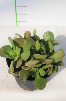 Pépinière producteur de plantes grasses aeonium pres de Toulon a ollioules