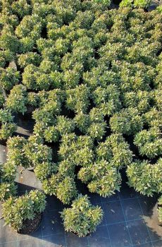 Pépinière producteur de plantes grasses aeonium pres de Toulon a ollioules