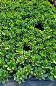 Pépinière producteur de plantes grasses aeonium pres de Toulon a ollioules