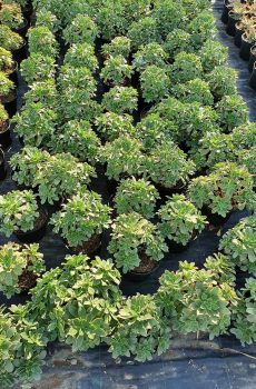 Pépinière producteur de plantes grasses aeonium pres de Toulon a ollioules