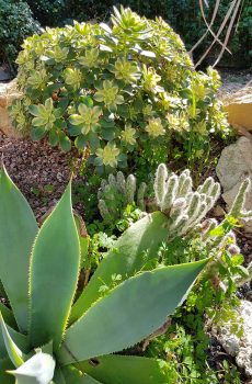 Pépinière producteur de plantes grasses aeonium pres de Toulon a ollioules