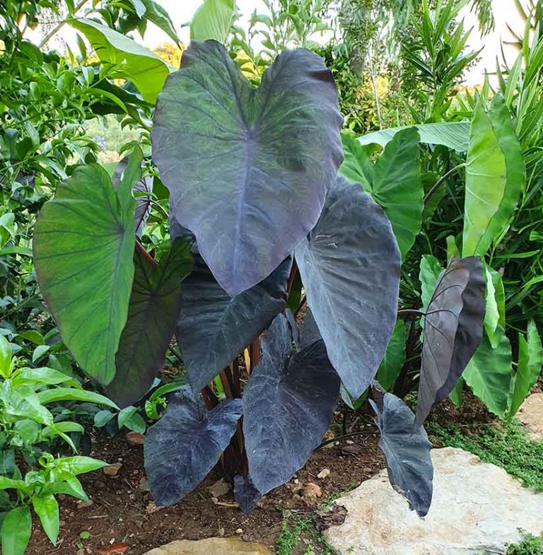 Plantes exotiques pour jardin d'ombre ou mi ombre rustique grosses feuilles POURPRE tropicales