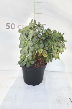 Pépinière producteur de plantes grasses aeonium pres de Toulon a ollioules