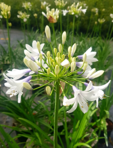 plante vivace à fleur blanche pour jardin terrain sec de plein soleil ou mi ombre Agapanthe twister Toulon Ollioules