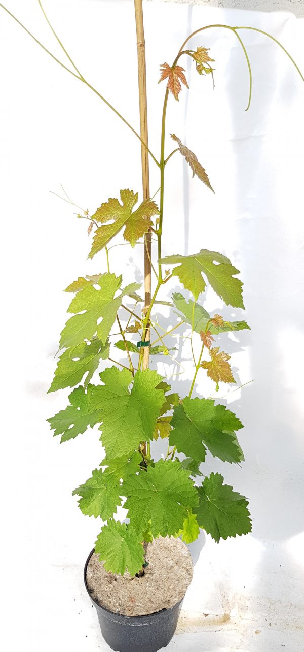 vigne raisin de table sans pepin plante grimpante de plein soleil resistante à la secheresse
